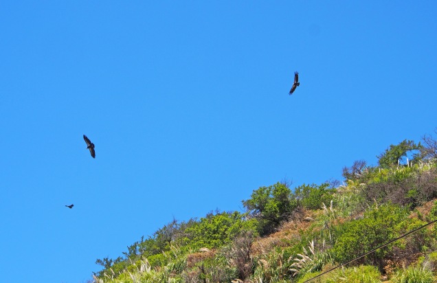 Condors:Big Sur