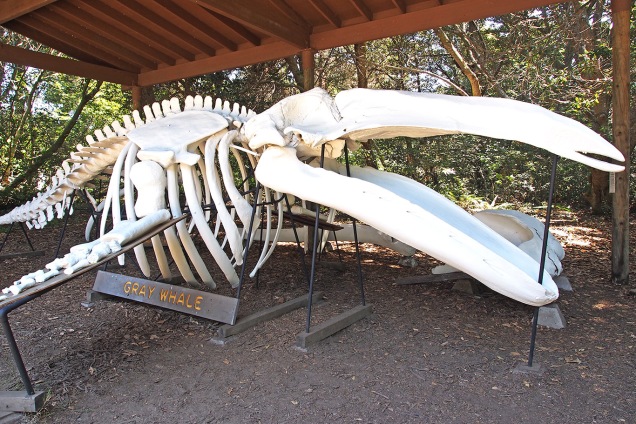 Whale skeleton:MacK