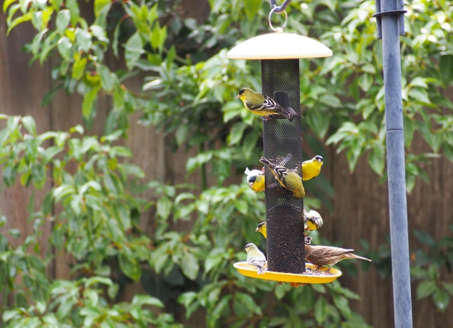 Finches at feeder, taken from across the yard with the Olympic 40-150mm telephoto. Exposure: 1/450 sec., f 5.6, ISO 640.